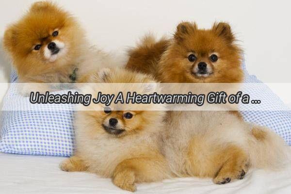 Unleashing Joy A Heartwarming Gift of a Plush Toy Thats Become a Dogs Best Friend